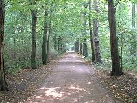 Radweg &uuml;ber Eschenallee