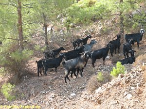 Ziegen unterwegs