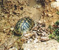 Griechische Landschildkr&ouml;te
