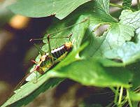 Gr&uuml;nglitzernder H&uuml;pfer