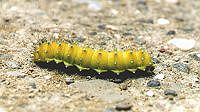 Gelbe Riesenraupe