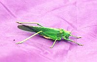 Riesengrash&uuml;pfer auf unserm Zelt