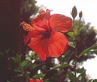Hibiskusbl&uuml;te im Archilleon, ohne L&auml;use