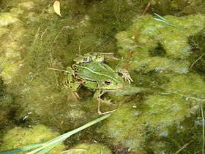 Frosch mit viel Biotop