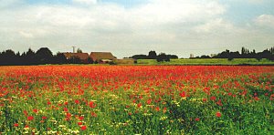 Bl&uuml;hendes Mohnfeld